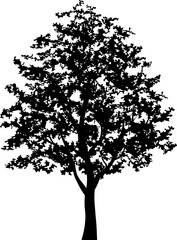 Tree silhouettes for landscape design. PNG illustration.