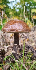 mushrooms in the forest © Magdalena