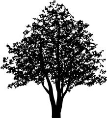 Tree silhouettes for landscape design. PNG illustration.