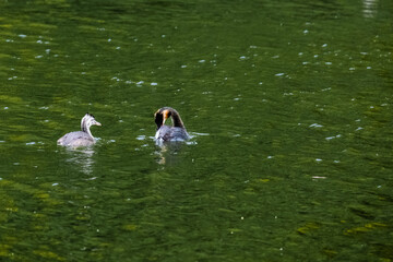great crested grebe