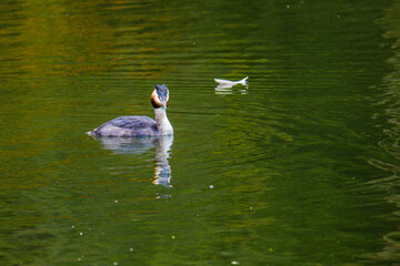 great crested grebe