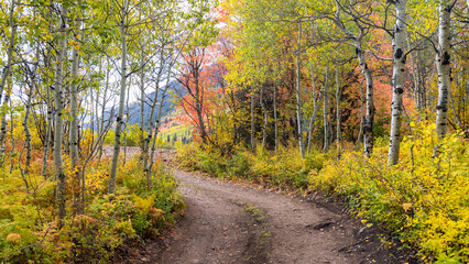 Fall foliage along scenic byway at Mt Timpanogos in Utah