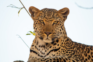 The eyes of a leopard - portrait of a leopard