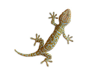lizard on white background