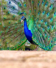 Obraz premium Beautiful Peacock