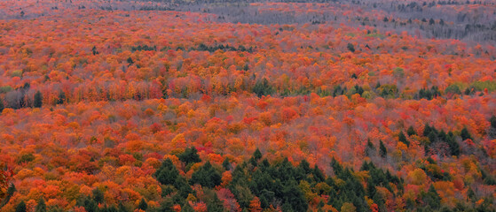 Bright peak autumn foliage in Black river national forest of Michigan upper peninsula