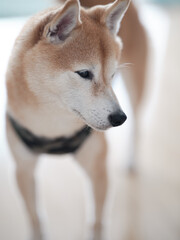 柴犬