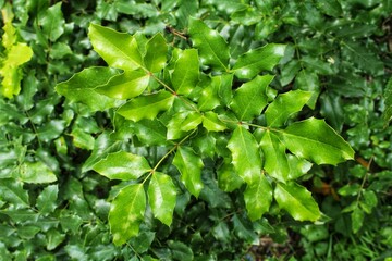 Green leaves of mahonia aquifolium berberidaceae plant. Berberis pursh shrub in botanical garden at summer. Oregon grape bush in public city park. Nature, environment conversation concept. Close up