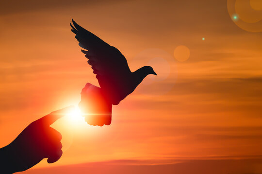 Silhouette Bird Flying For Freedom From An Open Hand, Freedom And Peace Concept, Bird Released From Hand, Bird Set Free.