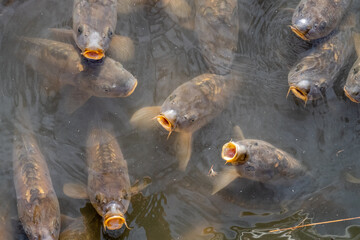 Group of Common or European Carps on the surface of the water. Cyprinus carpius. La Grajera Park,...