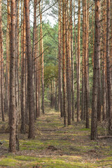 Obraz premium Autumn pine tree woodland with fresh and soft moss ground. Footpath in pine tree forest in sunny fall day.