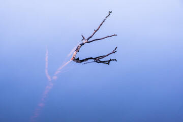 Floating tree branch in the water