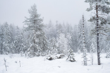 Snowy forest with cold fog in the wilderness