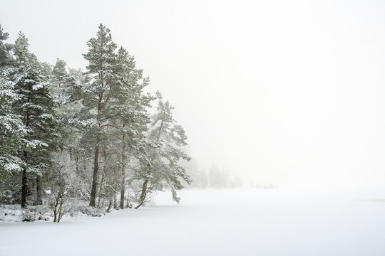 Coniferous forest by a lake with snow and fog