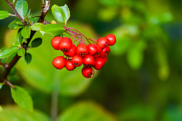 red currant bush