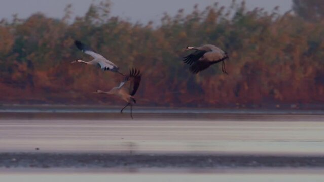 Cranes In Flight Birds Fly Flying slow motion image