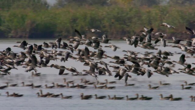 Cranes Flying In Formation Flight Migratory Bird Grus Grus Slow Motion Image