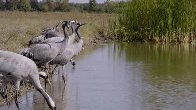 Crane Bird Drinks Water From River