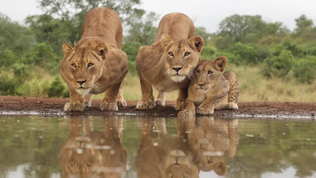 Eye-level clip of lionesses and cub pausing to look past the camera while drinking at Zimanga, South Africa.