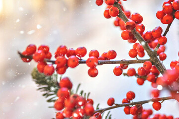 Fototapeta na wymiar Christmas background. Branches with red berries on the street.Evening holiday lights