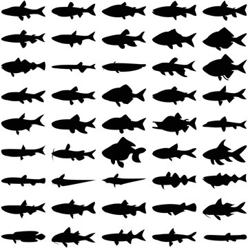 Layered editable vector illustration silhouette of 45 freshwater fishes.