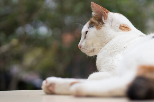 cute cat sitting on the fence.