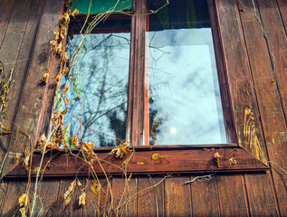 window and climbing plants