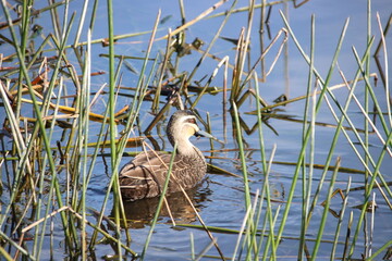 Female Australian Wood Duck (Chenonetta jubata), Casey Fields Lake, Cranbourne, Melbourne, Victoria, Australia.