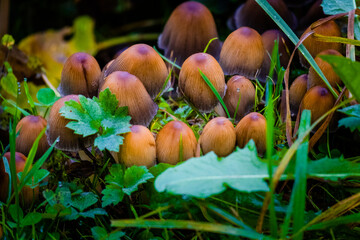 mushrooms in the forest