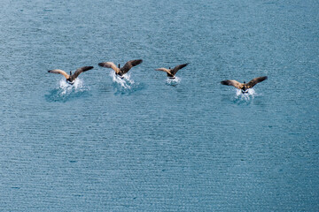 goose in flight