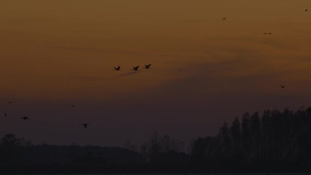 Cranes In Flight Birds Fly Flying Slow Motion Image