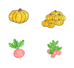 Orange pumpkins and Radish drawings in coloured watercolour texture, isolated on a white background.