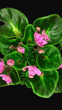 Time lapse of opening bright pink Saintpaulia flower (Streptocarpus, African violet, Viola, Violaceae,) with ALPHA transparency channel isolated on black background, top view, vertical orientation