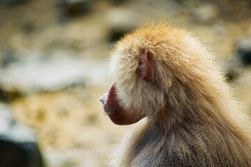 マントヒヒの後ろ姿