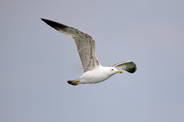Yellow-legged Gull // Mittelmeermöwe (Larus michahellis) - Greece // Griechenland