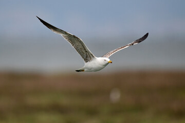 Yellow-legged Gull // Mittelmeermöwe (Larus michahellis) - Greece // Griechenland
