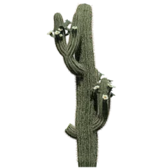 Peel and stick wall murals Cactus Saguaro Cactus Plant - Front View