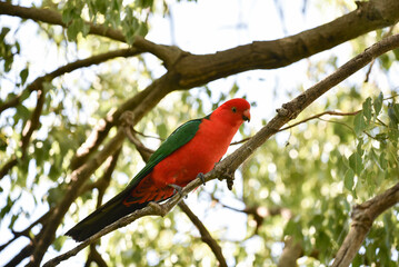 Male King Parrot