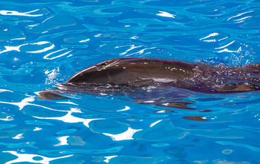 Obraz premium Dolphin swims in the pool.