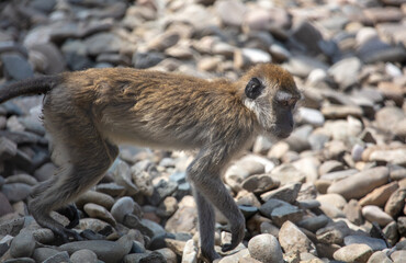 Monkey on the rocks in the park.