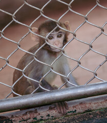 Portrait of a baby monkey in a zoo cage.