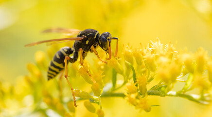 Wasp on a yellow flower.