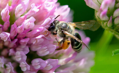 A bee on a clover flower.