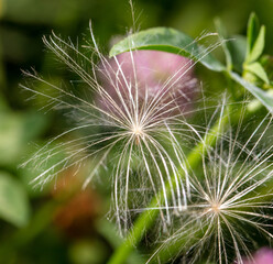 Fluffy dandelion on nature.