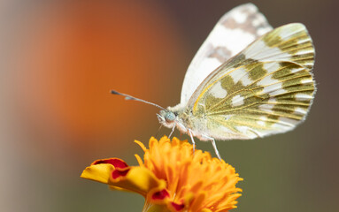 Butterfly on an orange flower.