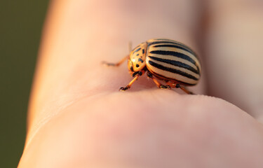 Colorado potato beetles on hand.