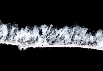 White snowflakes on a tree branch is isolated on a black background.