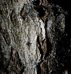 Tree bark as an abstract background.