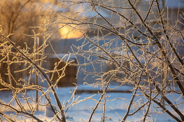 Bare tree branches in winter at sunset.