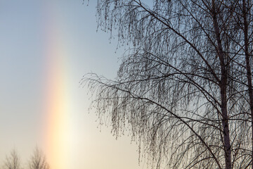 Tree on the background of a rainbow in winter.
